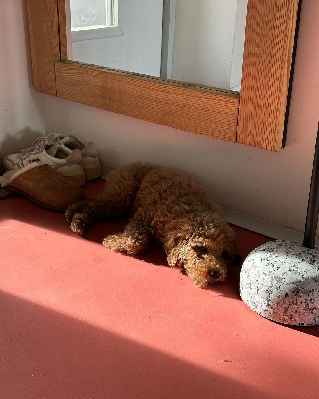 Щенок Василий / © instagram.com/dasha_katsurina