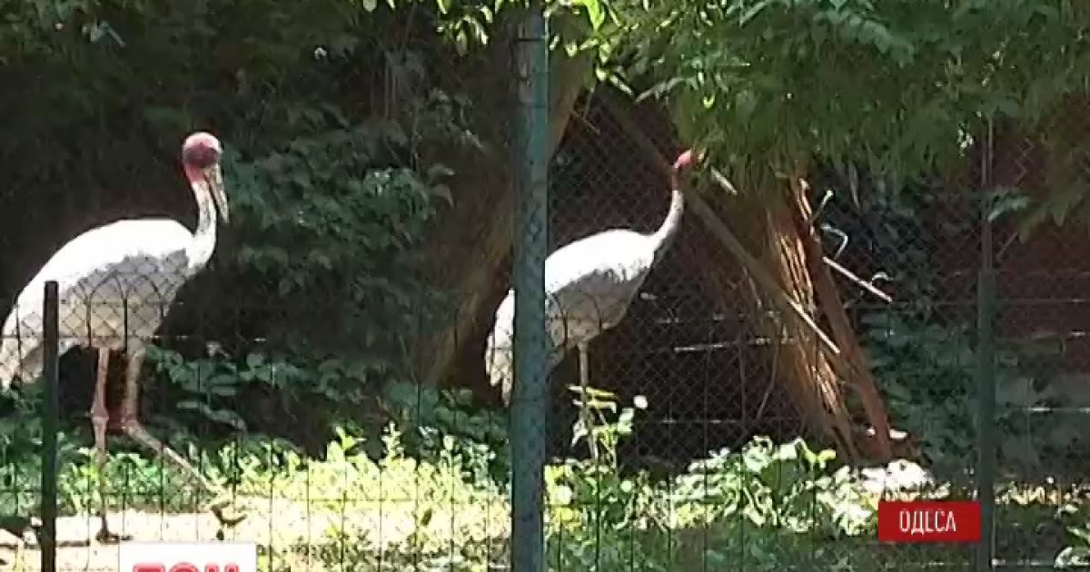 В одеському зоопарку вже склали список тварин та птахів