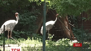 Верблюды, пони, дикобразы и хищные птицы поедут из Одесского в Тбилисский зоопарк