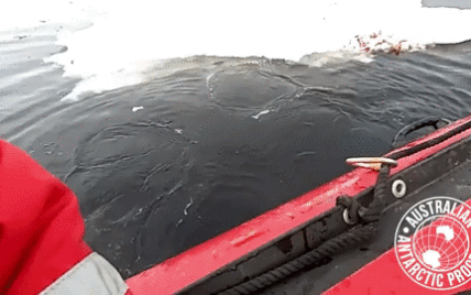 Сеть покоряет видео, на котором пингвин запрыгнул в лодку исследователей