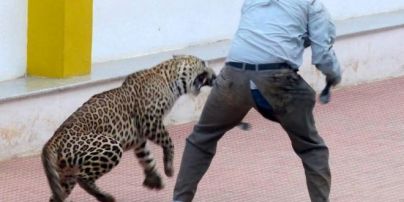 В Индии леопард тайком пробрался в школу и поцарапал шесть людей (видео)