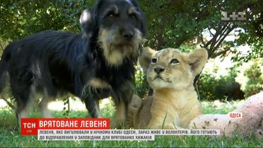 Спасенный львенок: маленький хищник, которого выгуливали в ночном клубе, - в безопасности