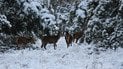 У Чорнобильському заповіднику показали оленів у засніженому лісі