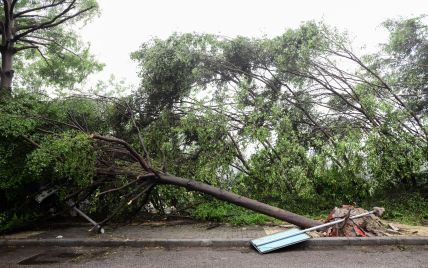 В Бельгии мощный ураганный ветер повыкручивал деревья из земли