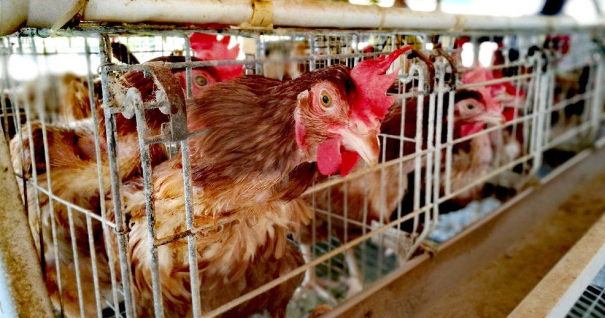 В ЕС запретят держать животных в клетках до конца 2027 года
