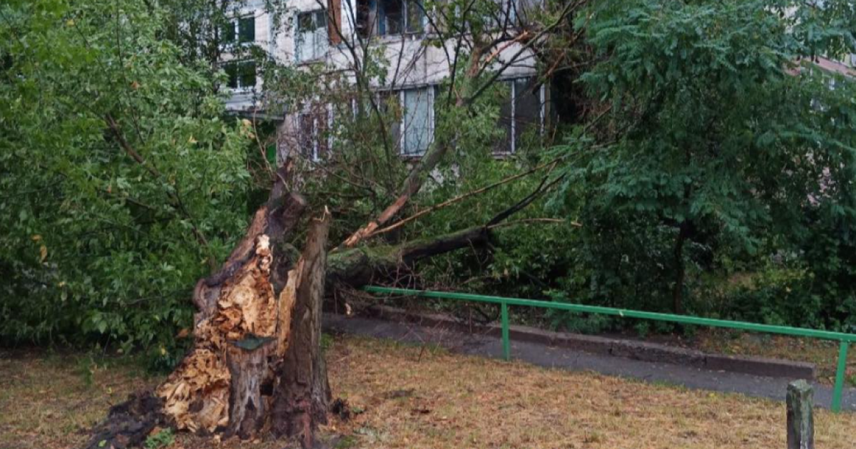 У Києві величезне дерево впало на будинок