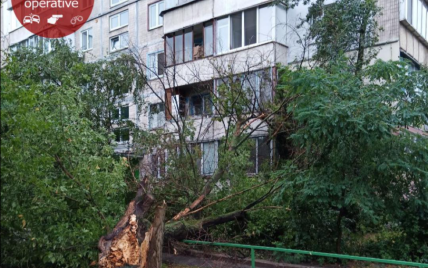 В Киеве огромное дерево упало на дом