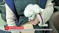 В Китае девушка спрятала в накладной живот собаку, чтобы сэкономить на трансфере в аэропорту