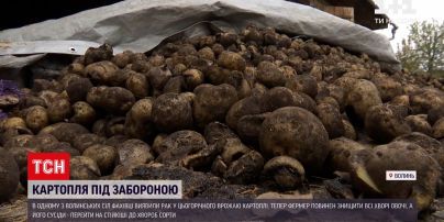 Новини України: на Волині у врожаю картоплі виявили рак – чим небезпечні такі овочі