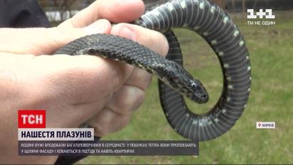 Новости Украины: один из жилых домов в Харькове страдает от нашествия ужей