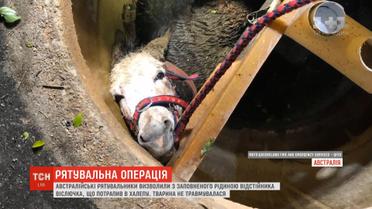 Рятувальники у Австралії визволили віслючка з заповненого рідиною відстійника