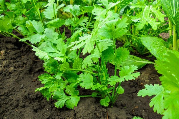 Коріандр / © Credits