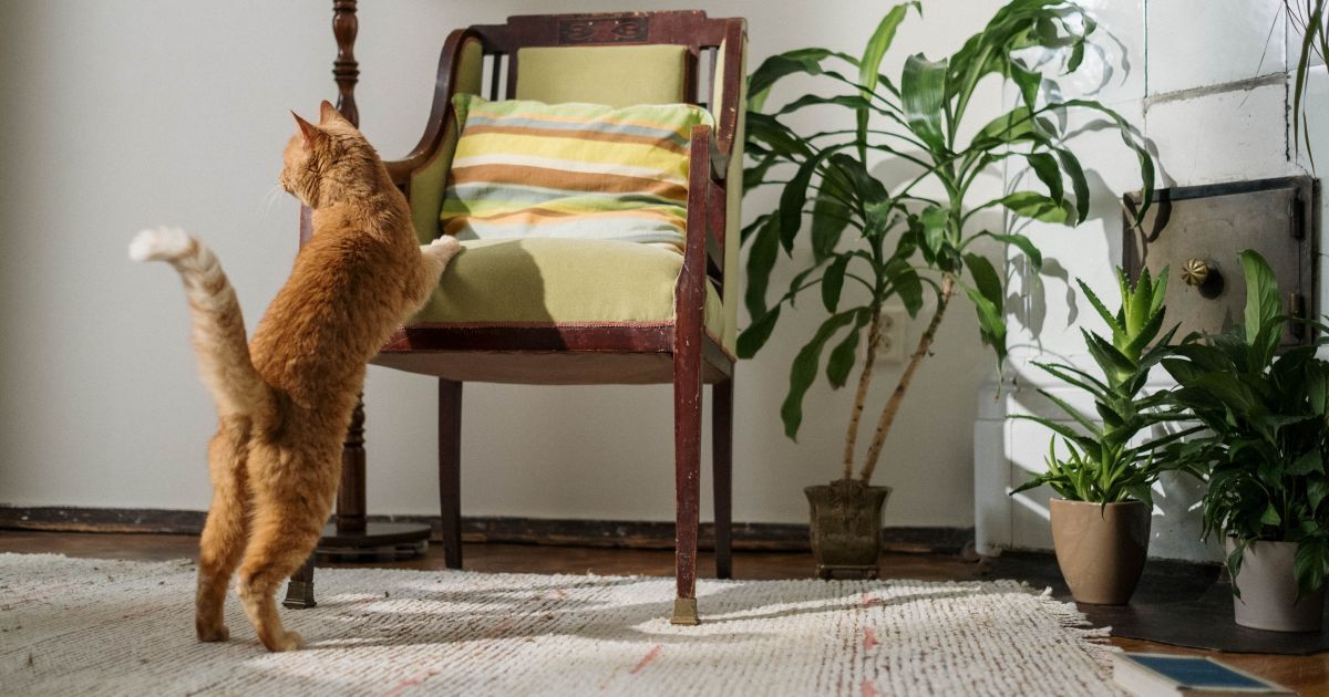 Как отучить кота доепать диван и другую мебель — Украина