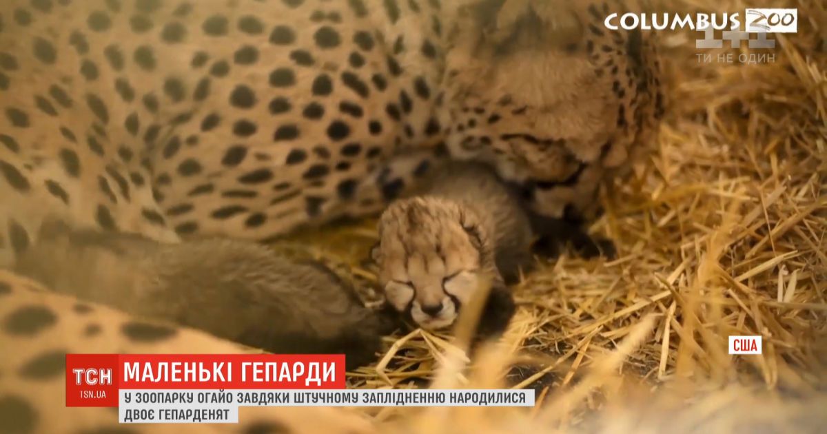 В зоопарке огайо впервые в мире благодаря искусственному оплодотворению родились двое гепардов