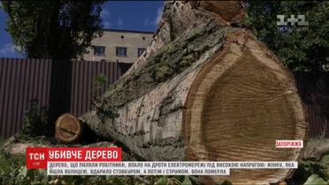 В Запорожье тополь убил случайную прохожую