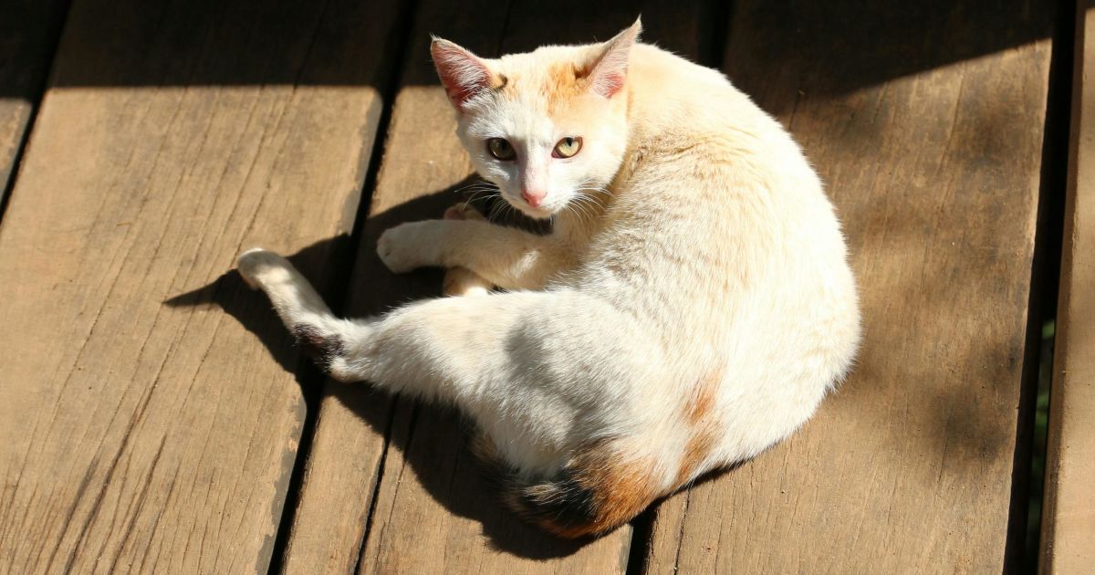 Кот на солнце