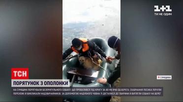 Новини України: у Сумській області надзвичайники врятували пса, що провалився під лід