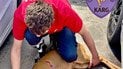 Налякана вибухами в Києві козуля ховалася від обстрілу під автомобілем — де зараз і в кому стані тварина (фото)