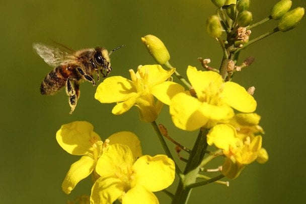 Гігантське місто під землею: вчені знайшли рекордну колонію комах, що ховалася десятиліттями
