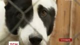 В селе Мнев на Черниговщине массово исчезают собаки