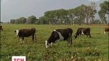 До України підступає епідемія великої рогатої худоби
