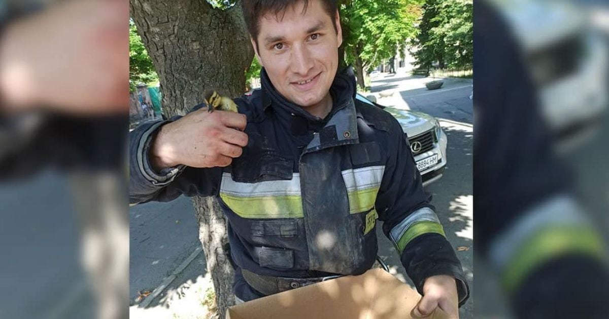 В центре Днепра спасатели доставали утят из ловушки: трогательные фото