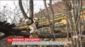 Впервые исследовать открытый вольер выпустили двойню панденят в Венском зоопарке
