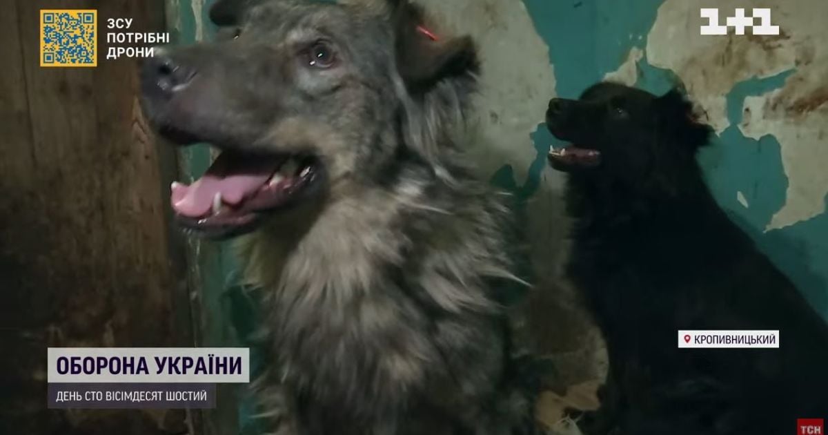 Сотні безпритульних і покинутих тварин із Донеччини волонтери евакуювали до Кропивницького