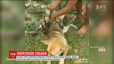 В Китае трое детей спасли собаку от удушения удава