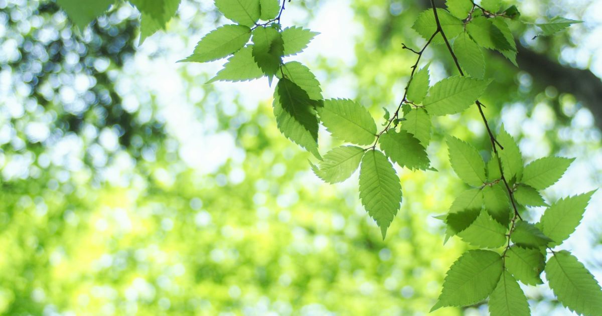 Когда будет Троица 2024 года в Украине