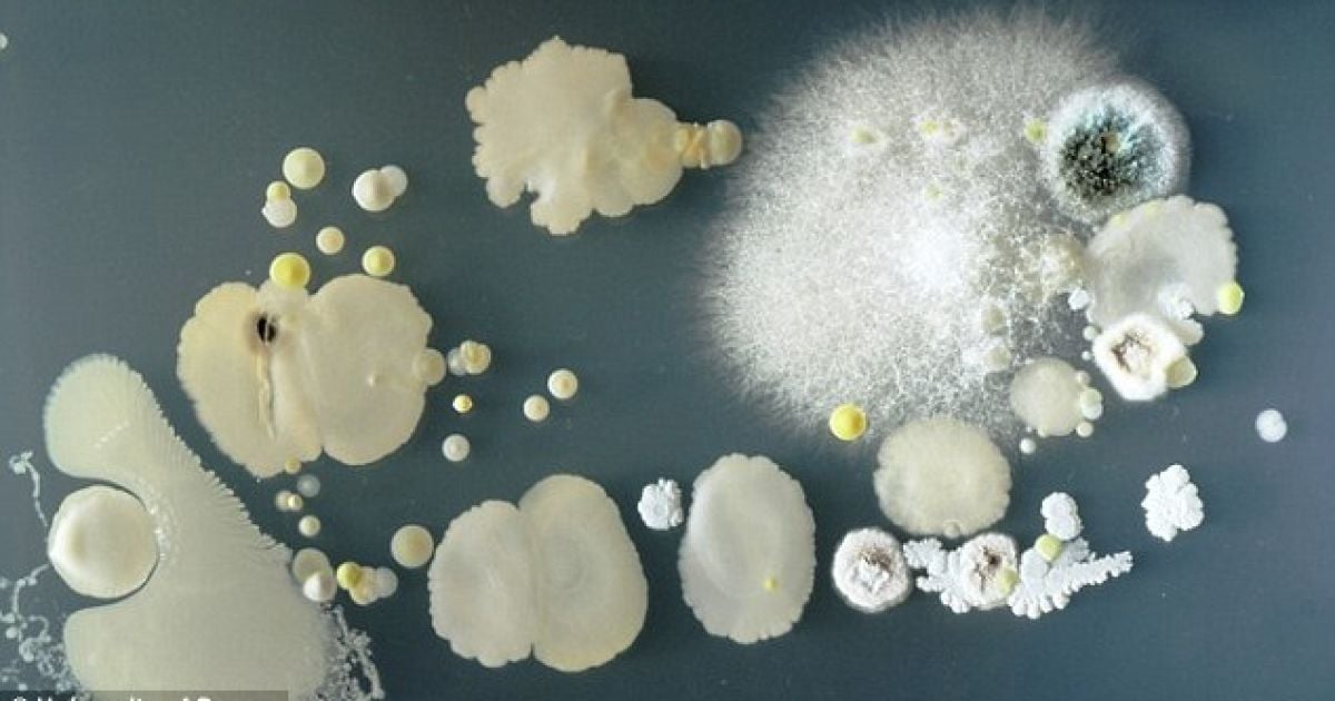 У домашній пилюці живе близько 9000 мікробів