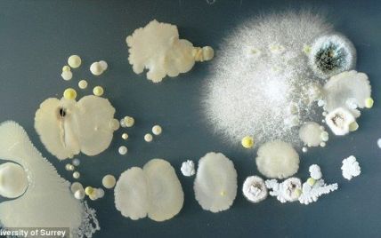 Ученые насчитали в домашней пыли впечатляющее количество микробов