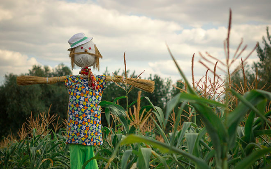 Лабіринт у кукурудзі &mdash; це традиційна американська розвага, яка проводиться ледь не в кожному штаті на фермах напередодні свята урожаю. / © hmarochos.kiev.ua
