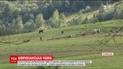На Львовщине люди обвиняют односельчанку в искусственной вспышке африканской чумы