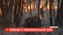 Площадь лесных пожаров в Чернобыльской зоне увеличилась почти втрое