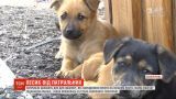 Полицейские ищут хозяев щенкам, которые родились на их посту