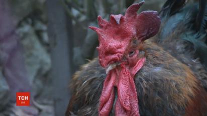 Петух вызвал громкий судебный скандал во Франции