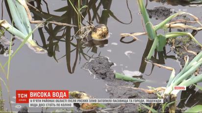 Чи вдасться селянам з підтоплених сіл на Волині врятувати цьогорічний врожай