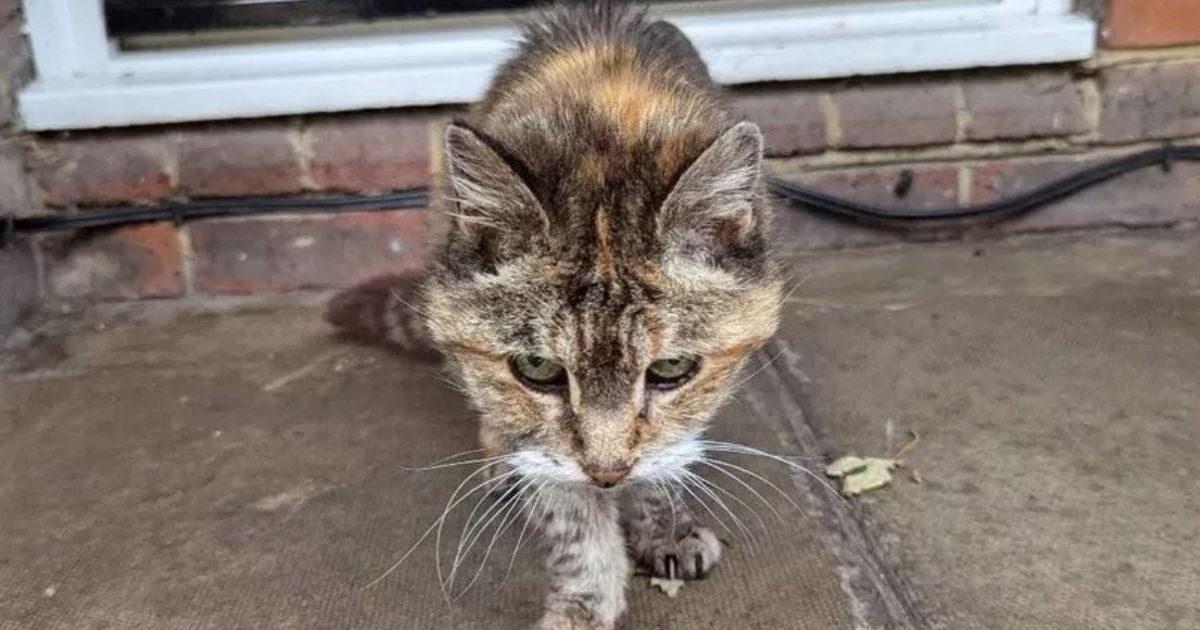 Кішка Шарлотта