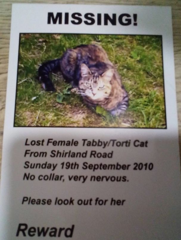 Кішка Шарлотта