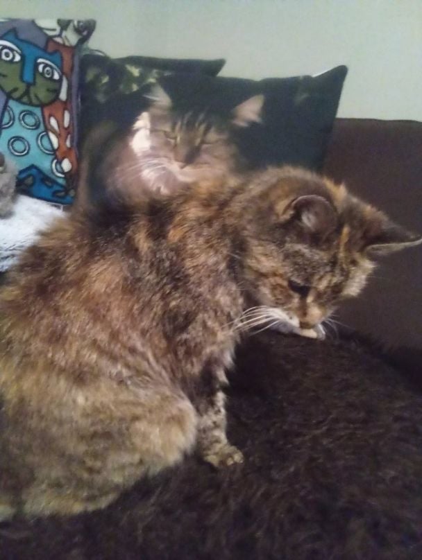 Кішка Шарлотта