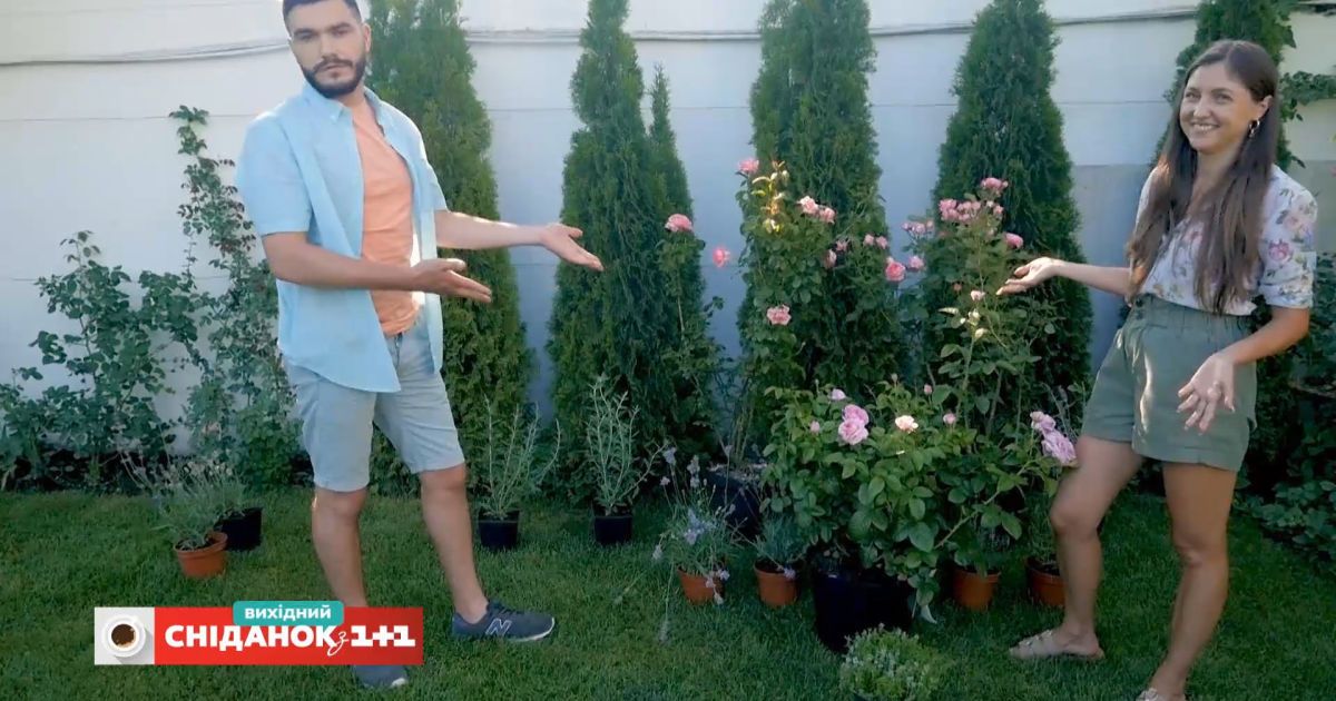 Лаванда, шалфей и полынь: какая польза от растения-спутников – Сніданок на дачі