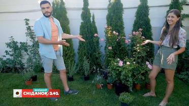 Лаванда, шалфей и полынь: какая польза от растения-спутников – Сніданок на дачі