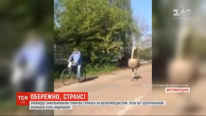 В Житомирской области очевидцы сняли, как страус бежал за велосипедистом