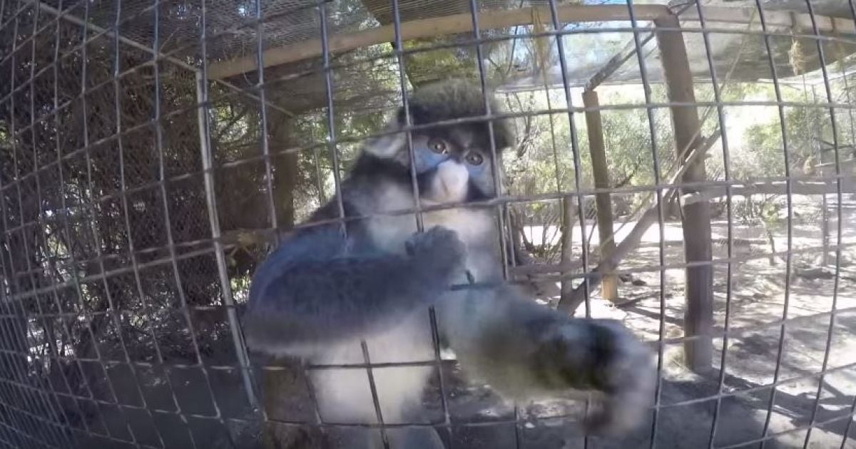 Любознательная обезьяна украла GoPro у посетителя зоопарка и начала снимать все вокруг