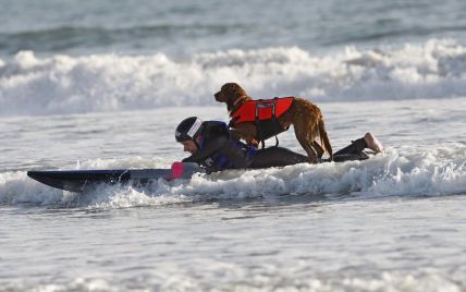 Четырехлапые на волнах: в Бразилии провели чемпионат по серфингу для собак