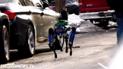 Шукав у будинку грабіжників: у Нью-Йорку робопес від Boston Dynamics допомагав копам розкрити злочин (відео)