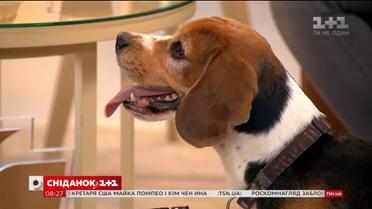 У студії "Сніданку" - власниця біглів Анна Яковенко та її улюбленець