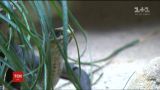 У Празі шукають отруйну змію, яка вкусила свою власницю та втекла з квартири у багатоповерхівці