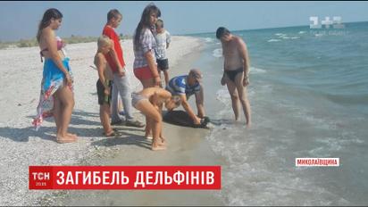 На пляжі Кінбурнської коси на Миколаївщині море викидає тіла загиблих дельфінів